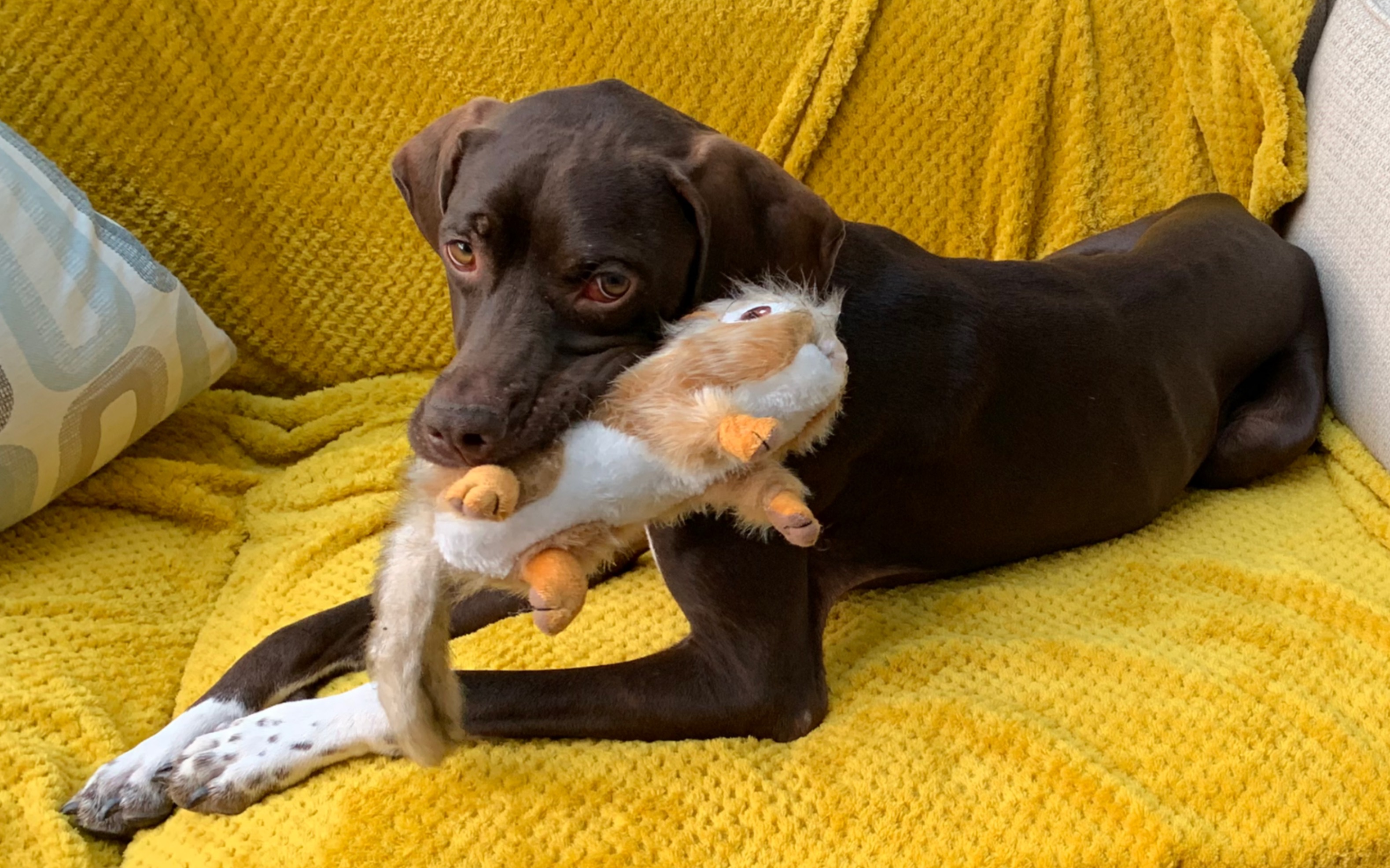 两只狗狗的日常-狗狗为什么会想吃植物-到底是什么品种的狗狗