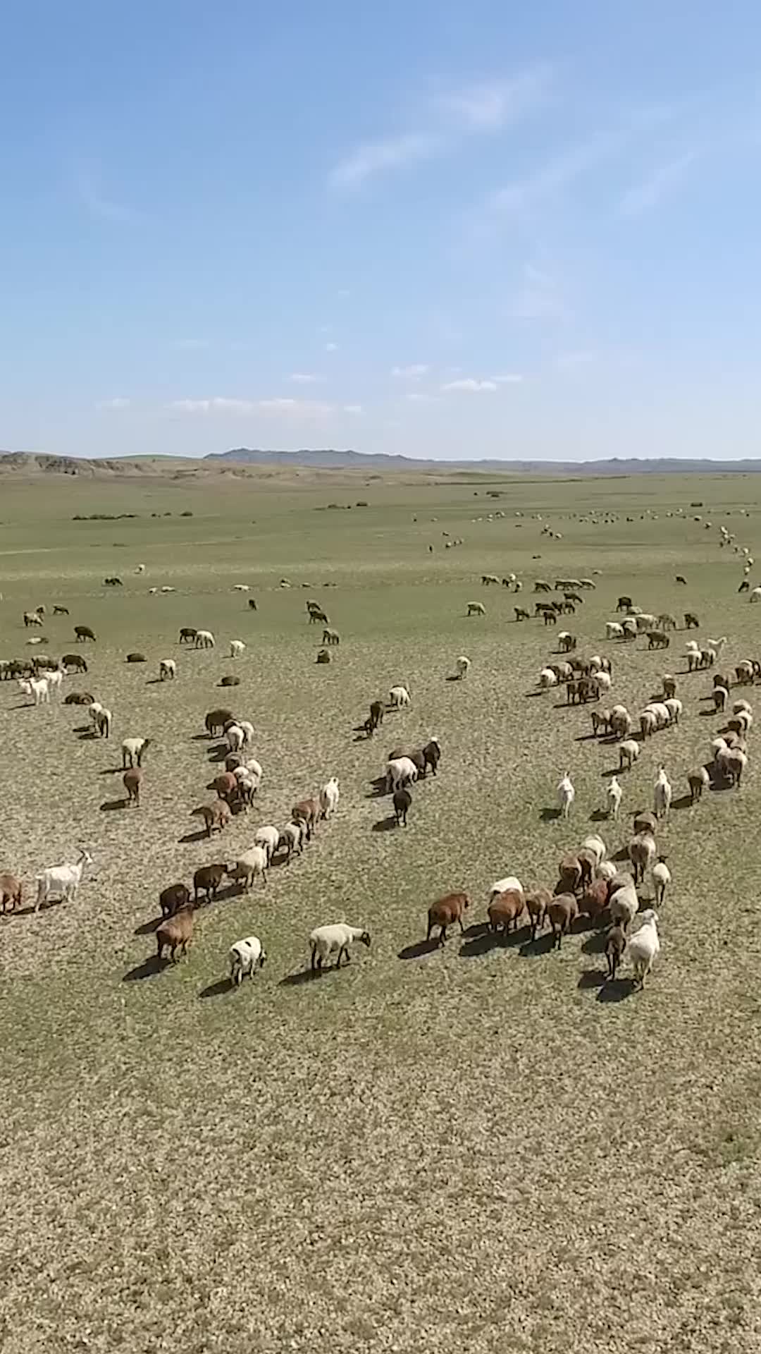 【拼游旅拍】 去看一下奔跑的羊群
