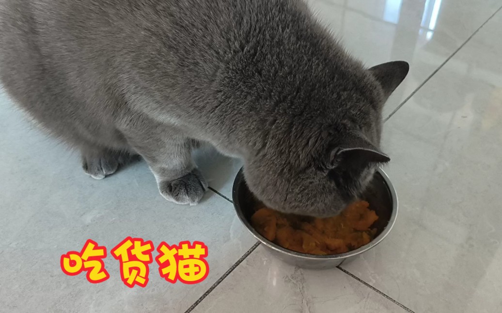 猫咪吃南瓜能种消化吗哔哩哔哩bilibili