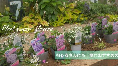 中字 如何制作夏日花坛 挑选九种夏花搭配 移栽换土 收获蔬菜 ガーデニングvlog育てやすい夏の花9選 夏花壇 へと植え替え 土づくりと植えるコツ 野菜の収穫 哔哩哔哩 Bilibili