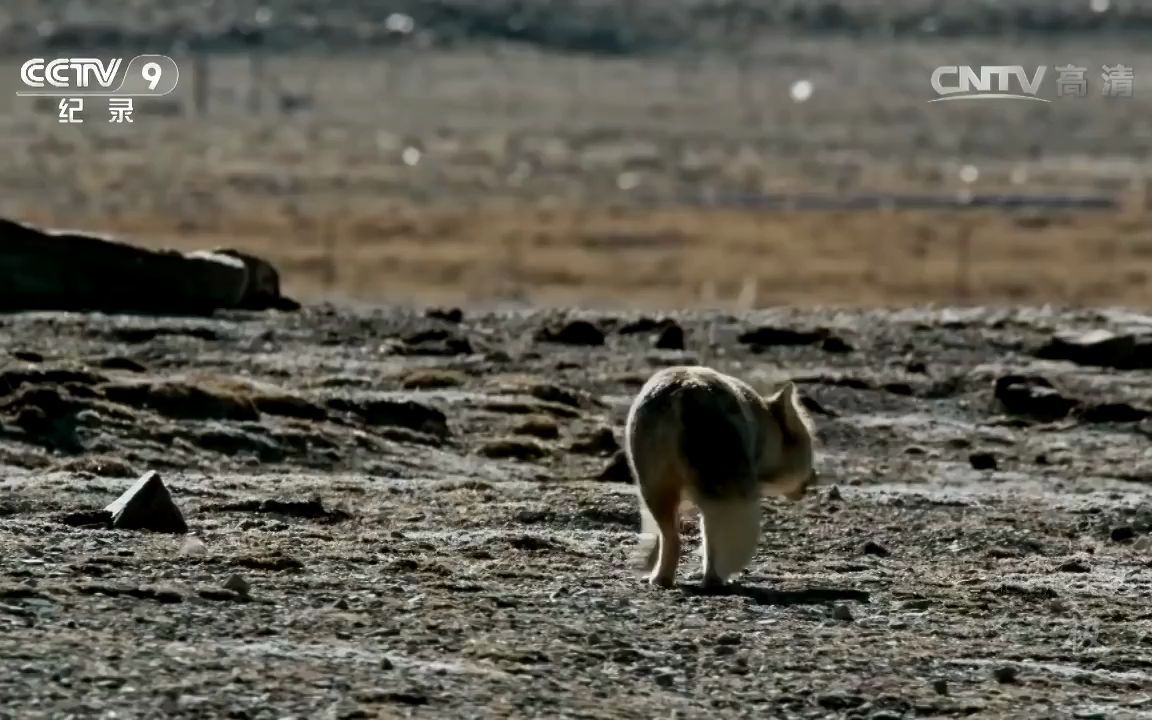 [图]湖水结冰 当地人趁机把羊群赶过冰面《第三极》第三集【CCTV纪录】