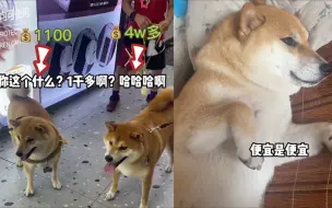 下载视频: 1千多柴犬遇到4万多柴犬，两狗对比明显网友笑翻：高仿遇到正品？