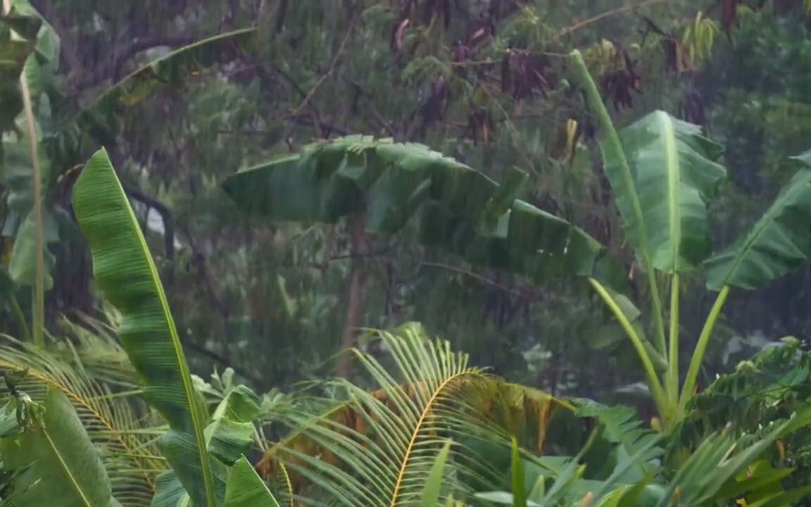 世界公认大自然暴雨声催眠,30分钟户外雨声助眠10小时深睡眠哔哩哔哩bilibili