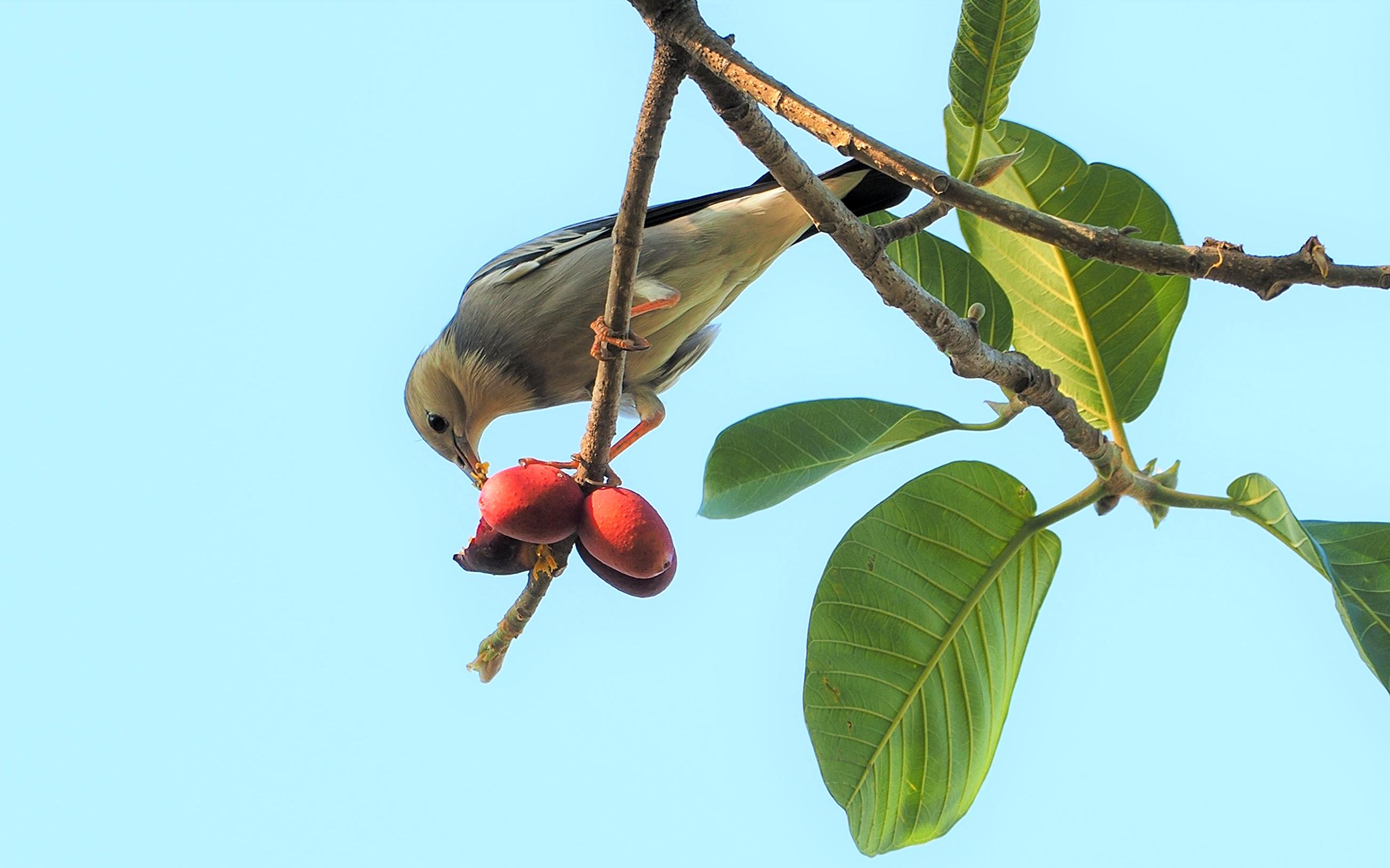 中大图书馆前面的枕果榕的果子熟了吸引了丝光椋鸟前来觅食