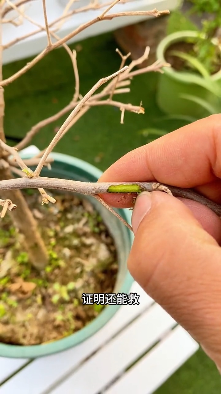 这个就是植物复活液, 家里所有长势不好的植物都能用,如果家里有养不好的花卉绿植,你就给它喝这种水,他能够快速激活植物根系细胞,促进生长,让它...