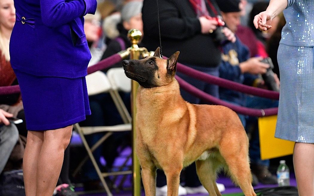 2019年美国西敏寺犬展-比利时马里努阿犬(马犬)
