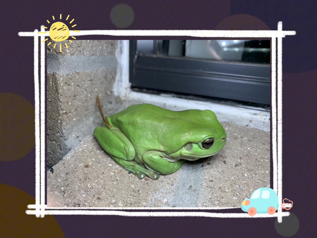 可可爱爱的绿色小青蛙,你见过吗