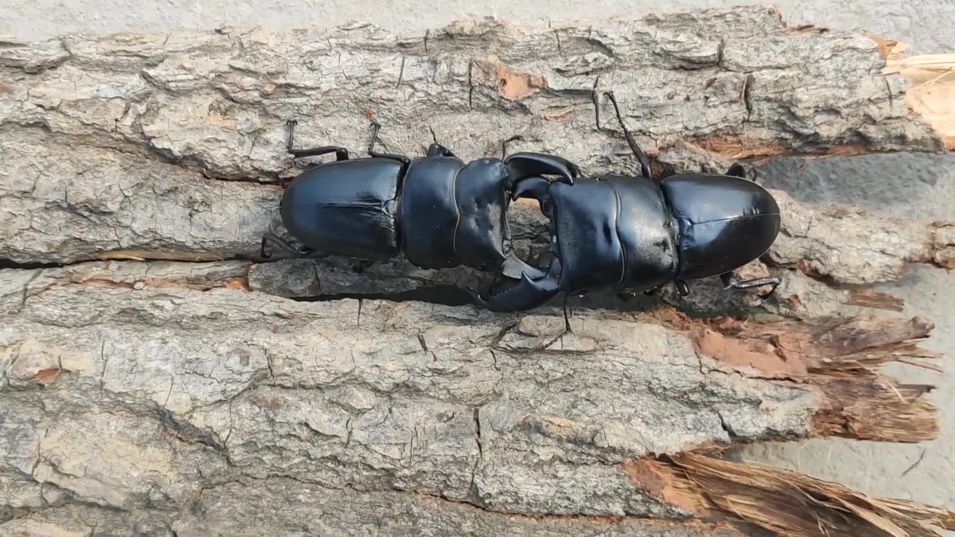 活动  【代友发】中国大锹vs苏门答腊巨扁 甲虫对战