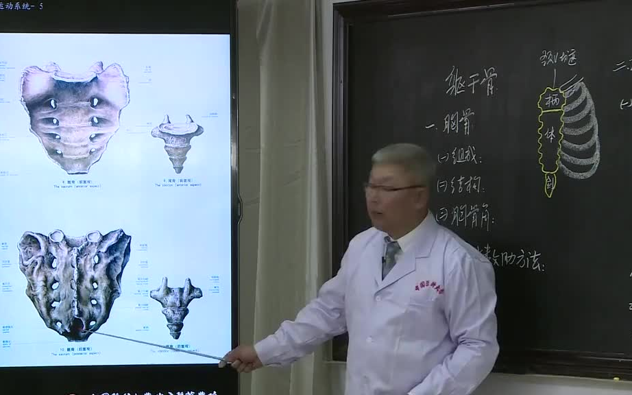 [图]霍琨 系统解剖学-局部解剖学-人体解剖学（全）课程视频及讲义限时自取