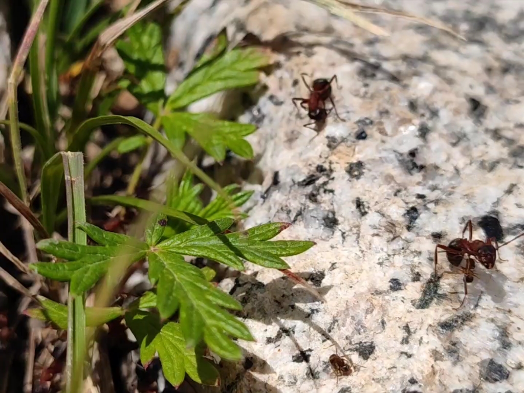 那一天玉米毛蚁感受到了被蚁属支配的恐惧