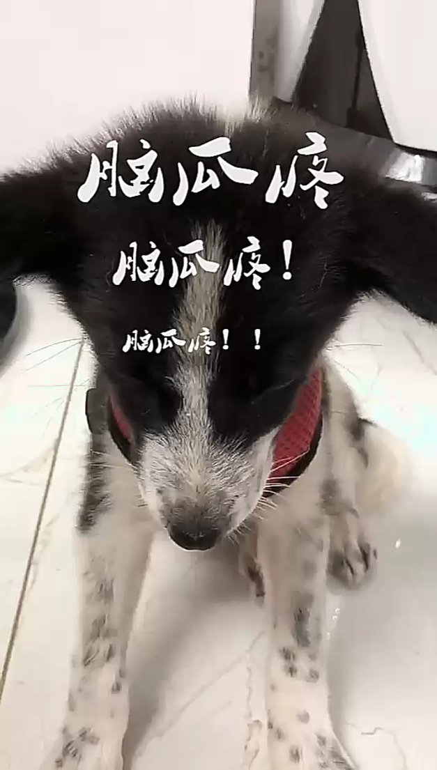 邊境牧羊犬#哎呀媽呀腦瓜疼!腦瓜疼!腦