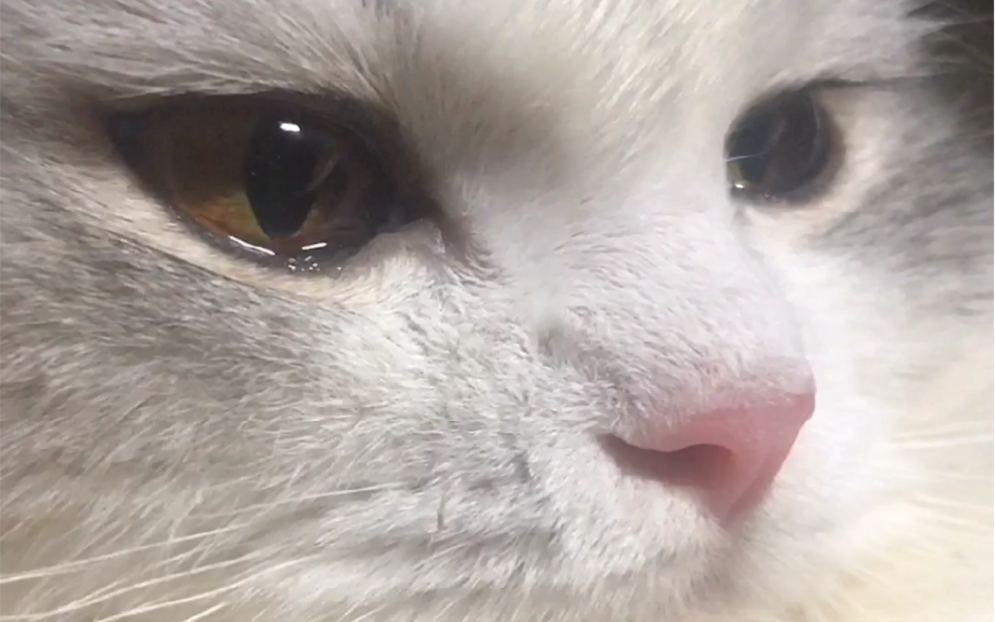 委屈的哭成泪猫儿