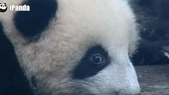 那些说熊猫是豆豆眼的人,团子冲你翻了个白眼!
