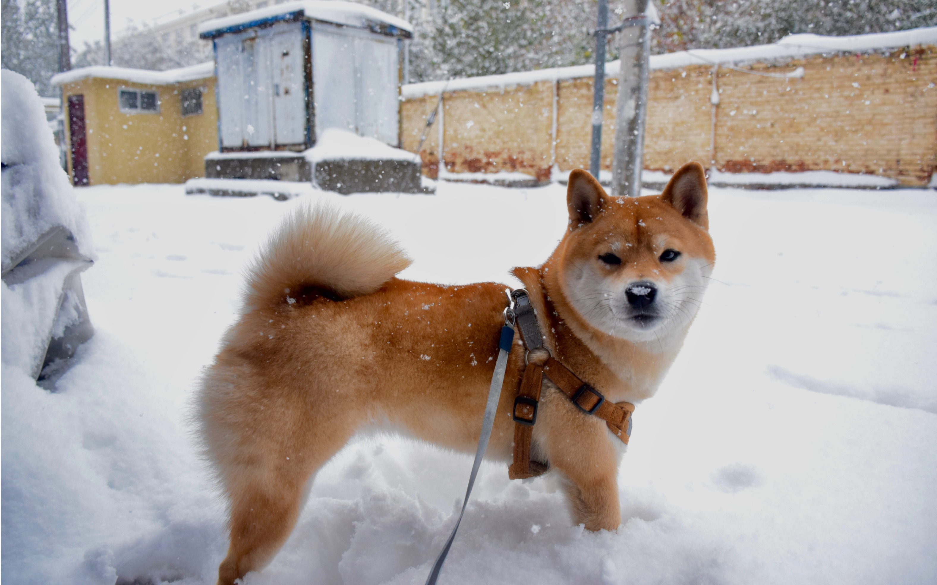 当一只出生在南方的柴猪第一次看到雪