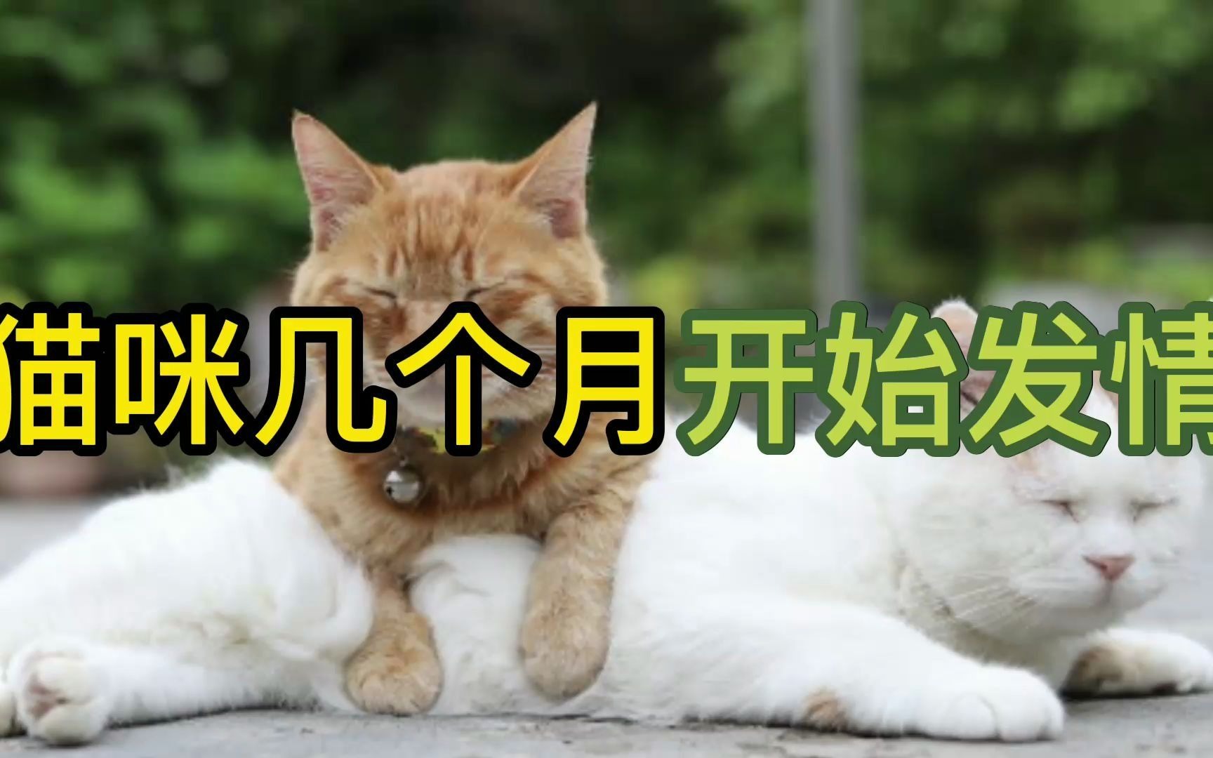 猫咪几个月开始发情哔哩哔哩bilibili