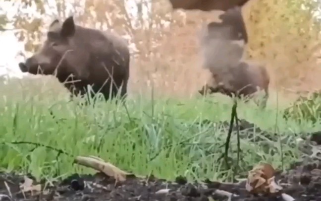 [图]在乌克兰大平原上闲逛的猪猪