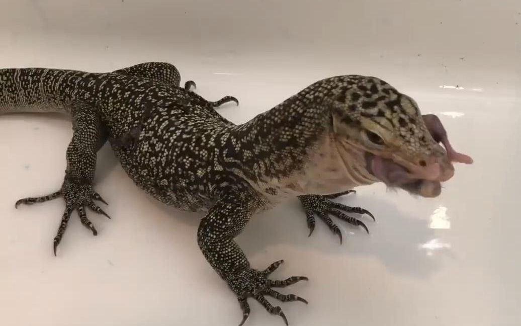 仓鼠排队服侍蜥蜴有去无回全被活吃