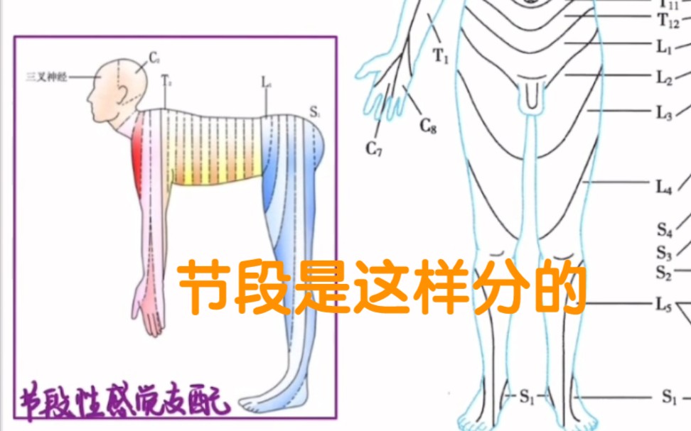 [图]！！！一人血书教材多加一张感觉神经分布的插图