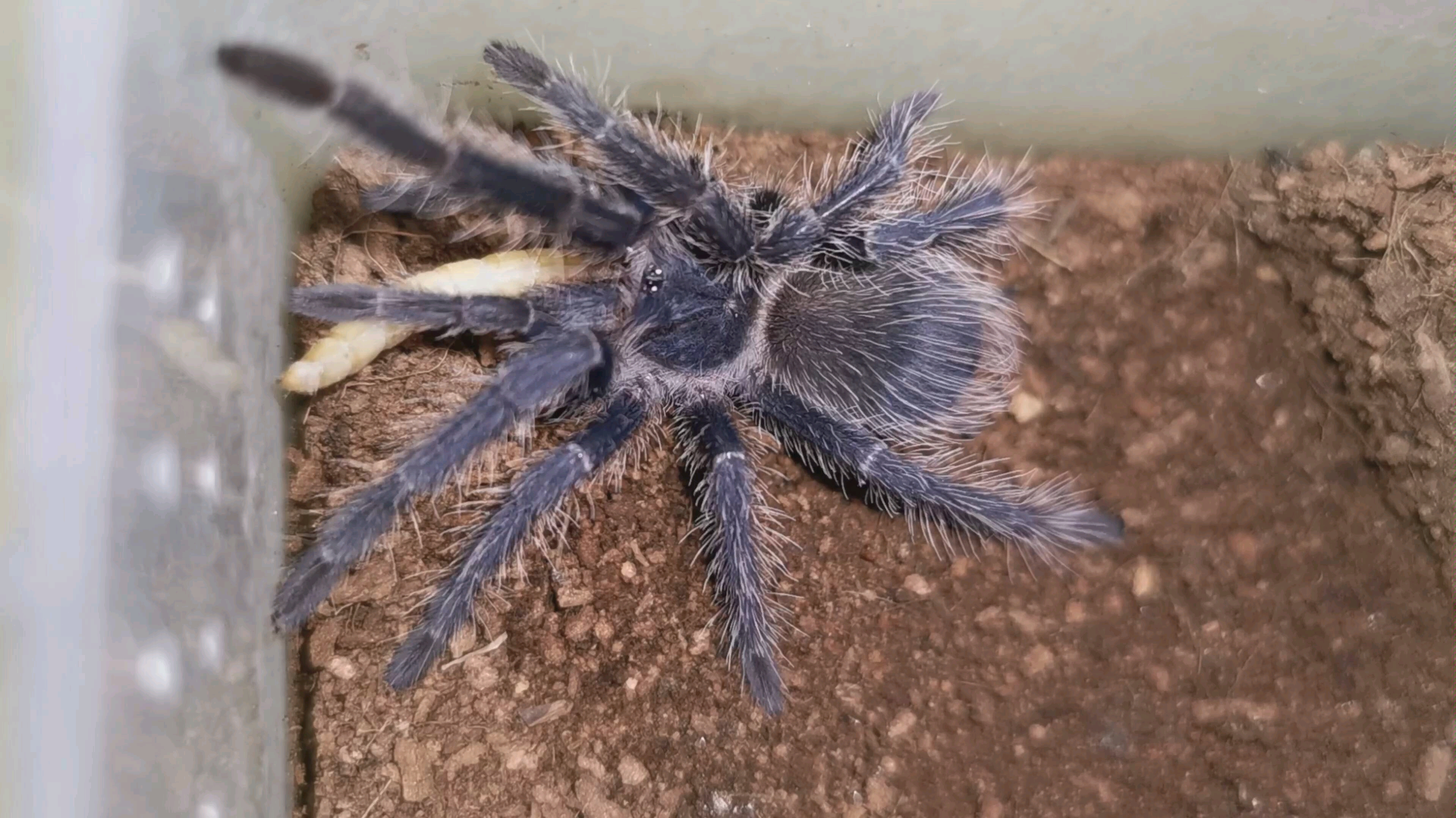 【巴伊亚暗灰】一动不动的进食机器_哔哩哔哩_bilibili