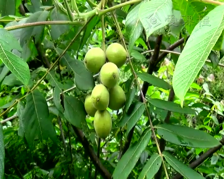 [图]【植物学】西北大学丨含课件