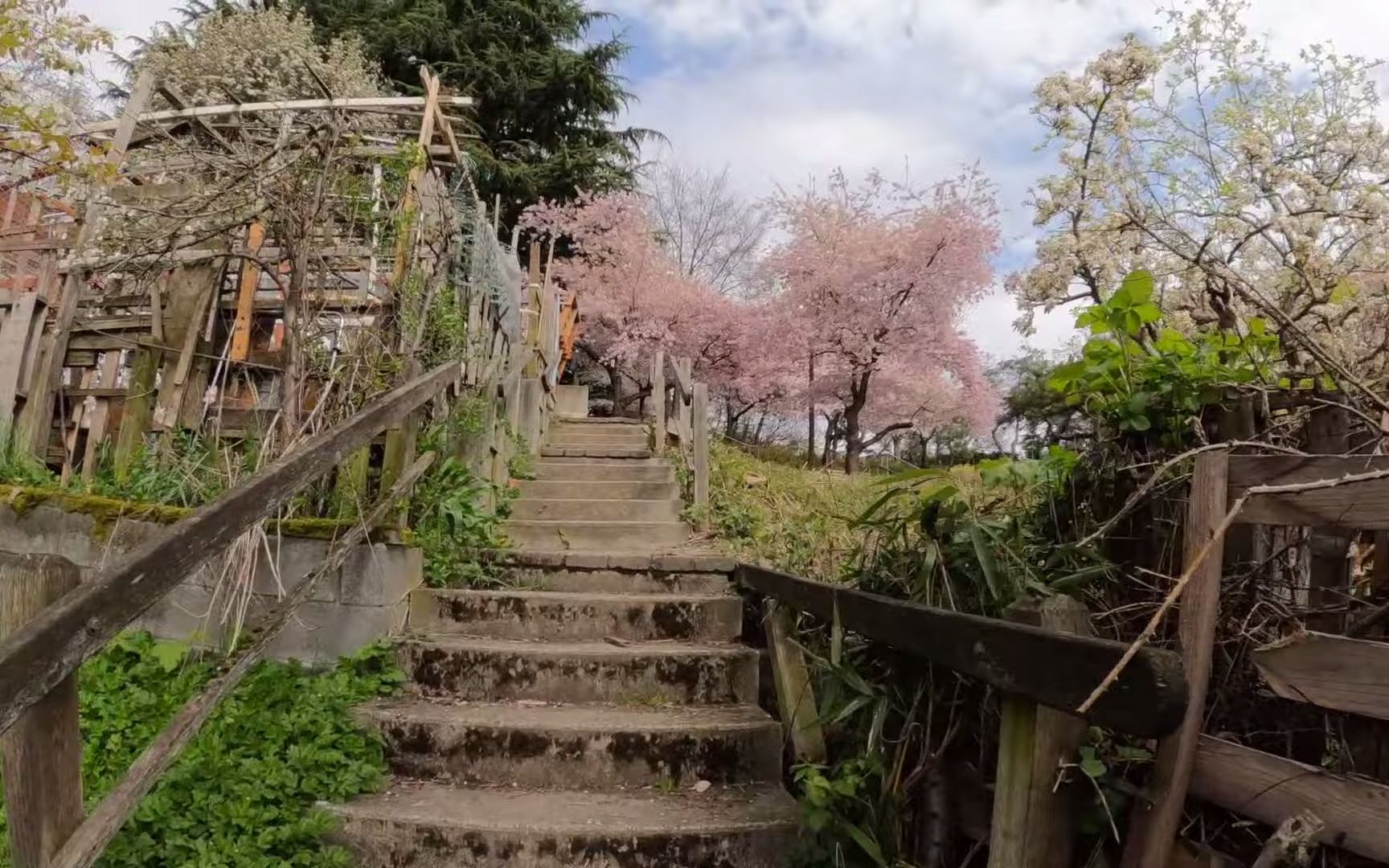 [图]Hidden Cherry Blossom Paradise At This Seattle Park In Japantown! 🌸🌸🌸