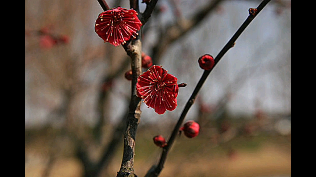 [图]孟子 梁惠王章句下·第一节