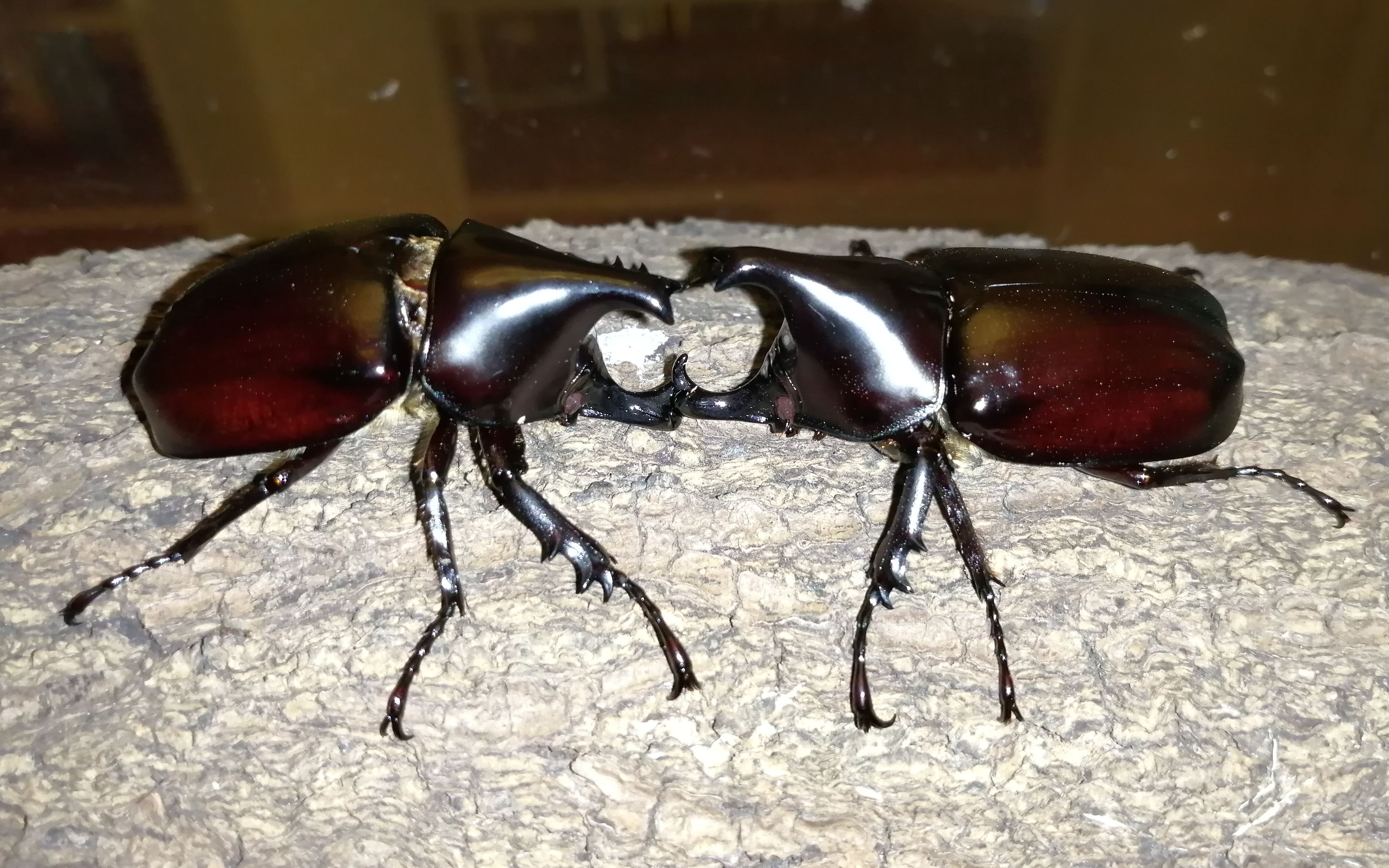 【小打小闹】中国翘角姬兜内斗_哔哩哔哩_bilibili