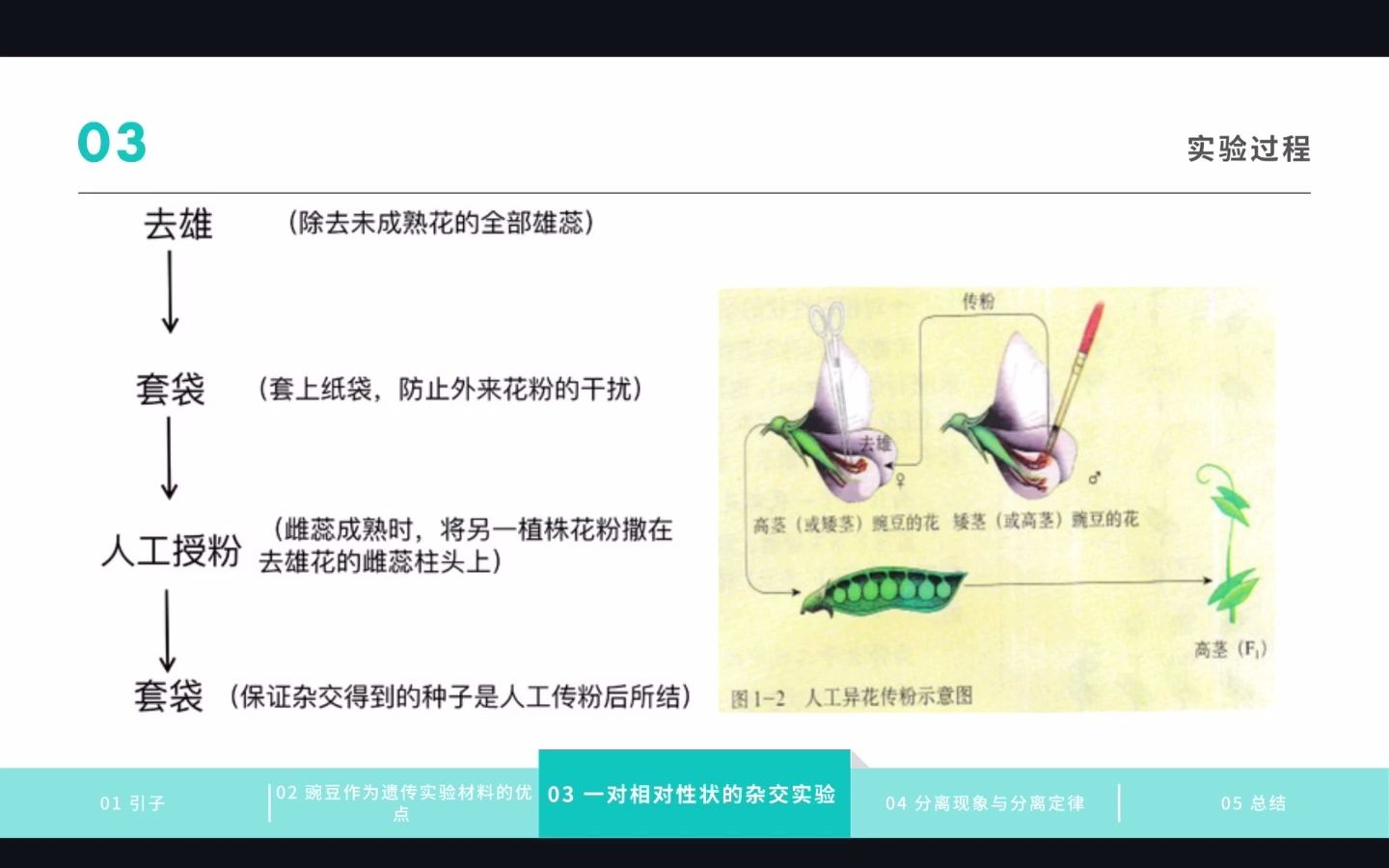 生物学必修二孟德尔的豌豆杂交实验哔哩哔哩bilibili