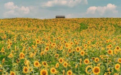 [图]【文朱】山花仅一朵，便漫了山野。