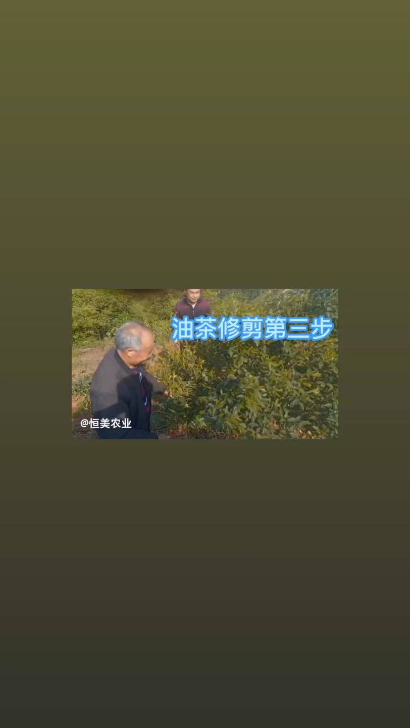 唐师傅讲油茶~油茶修剪之成年树修剪(3)哔哩哔哩bilibili