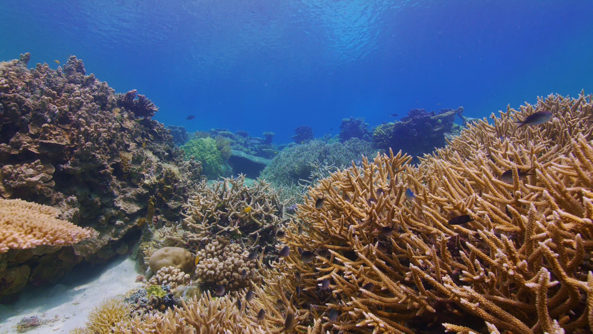 帕劳海域附近的珊瑚礁