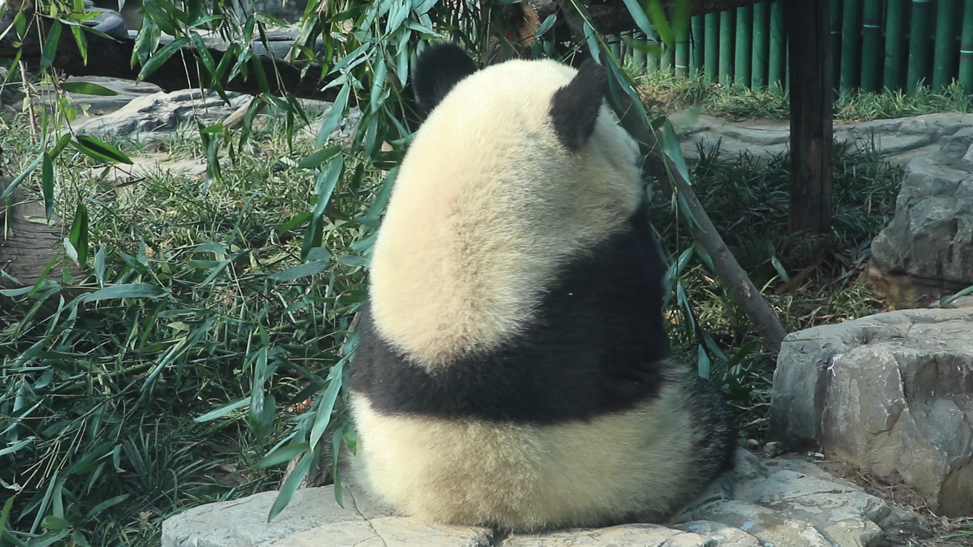 熊猫背影壁纸图片