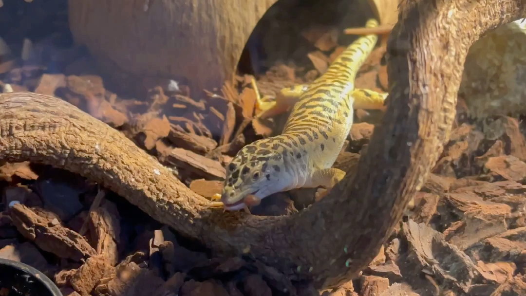 喂食虎纹麻蜥_哔哩哔哩 (゜-゜)つロ 干杯~-bilibili