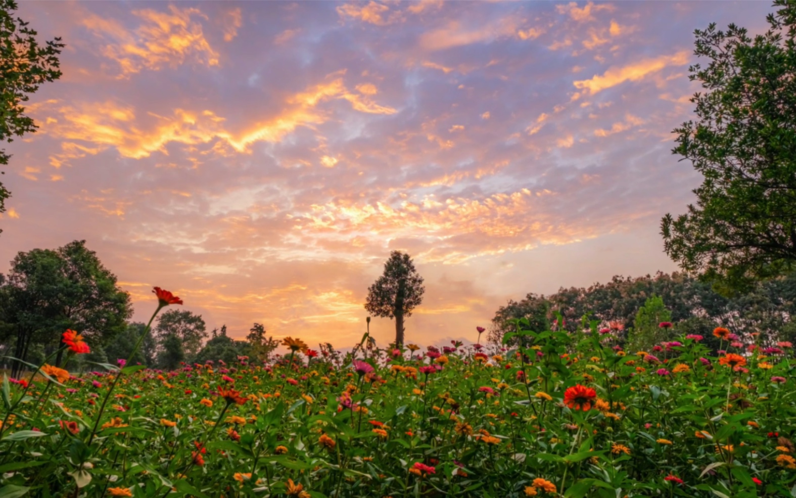 日出延时~偶遇的绝美花海朝霞