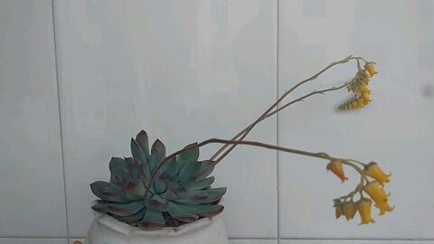 多肉的日常 开花的花月夜连名字都这么诗情画意 哔哩哔哩