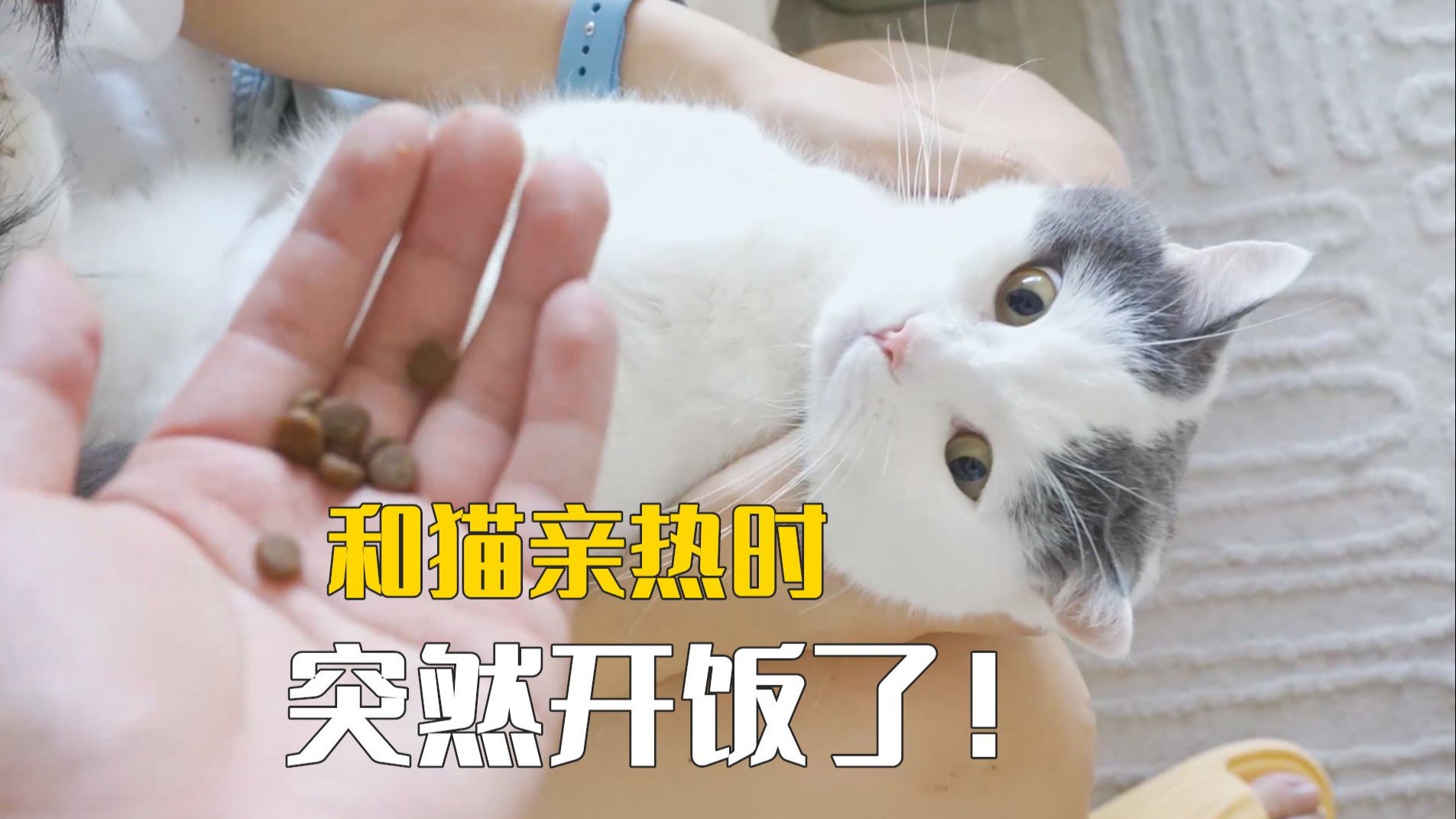 当我和猫亲热时,突然开饭了猫会什么反应?-萌猫宝哥哥-萌猫宝哥哥-哔哩哔哩视频
