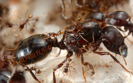 尼克巴艾箭全异巨首蚁开箱试试微距镜头怎么样
