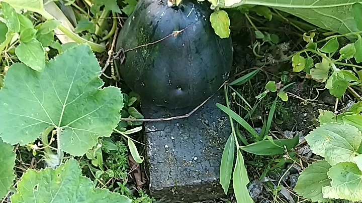 老家的野生南瓜,纯天然的