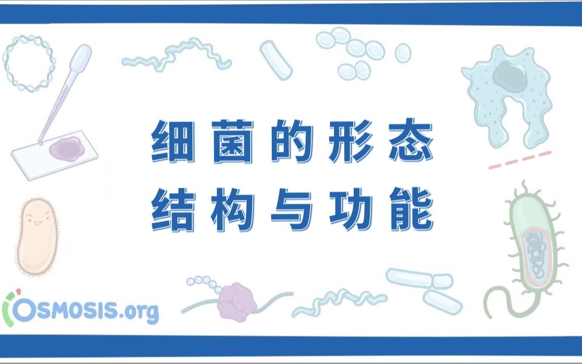 【Osmosis】细菌的形态结构与功能 Bacterial Structure & Functions(中英字幕)哔哩哔哩bilibili