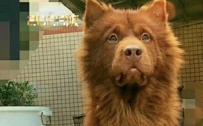 东莞五红犬 属于中短毛·广东土松犬,地域特色古犬 "五红"指口鼻眼