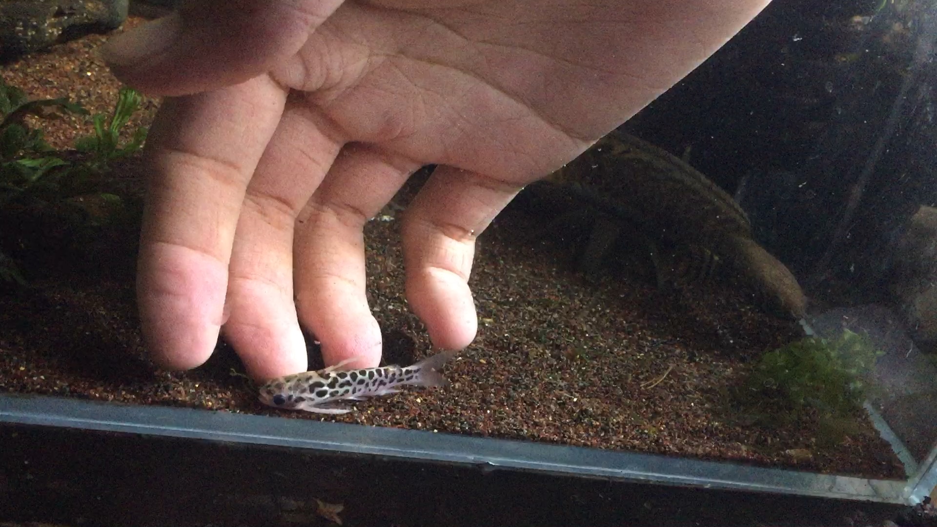 趁换水看一看小豹鲸_哔哩哔哩 (゜-゜)つロ 干杯~-bilibili