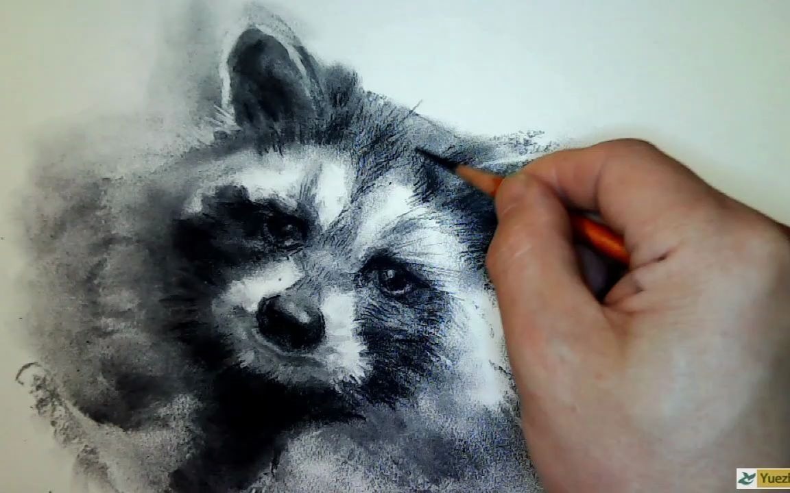 如何用木炭条和炭笔画动物素描第24篇_哔哩哔哩_bilibili
