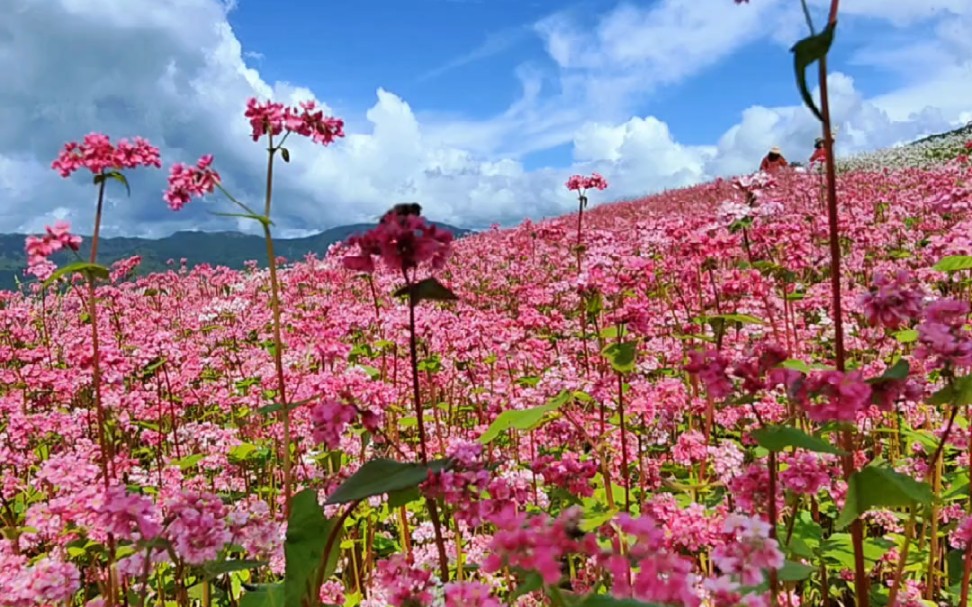 [图]阿觉诗荞花