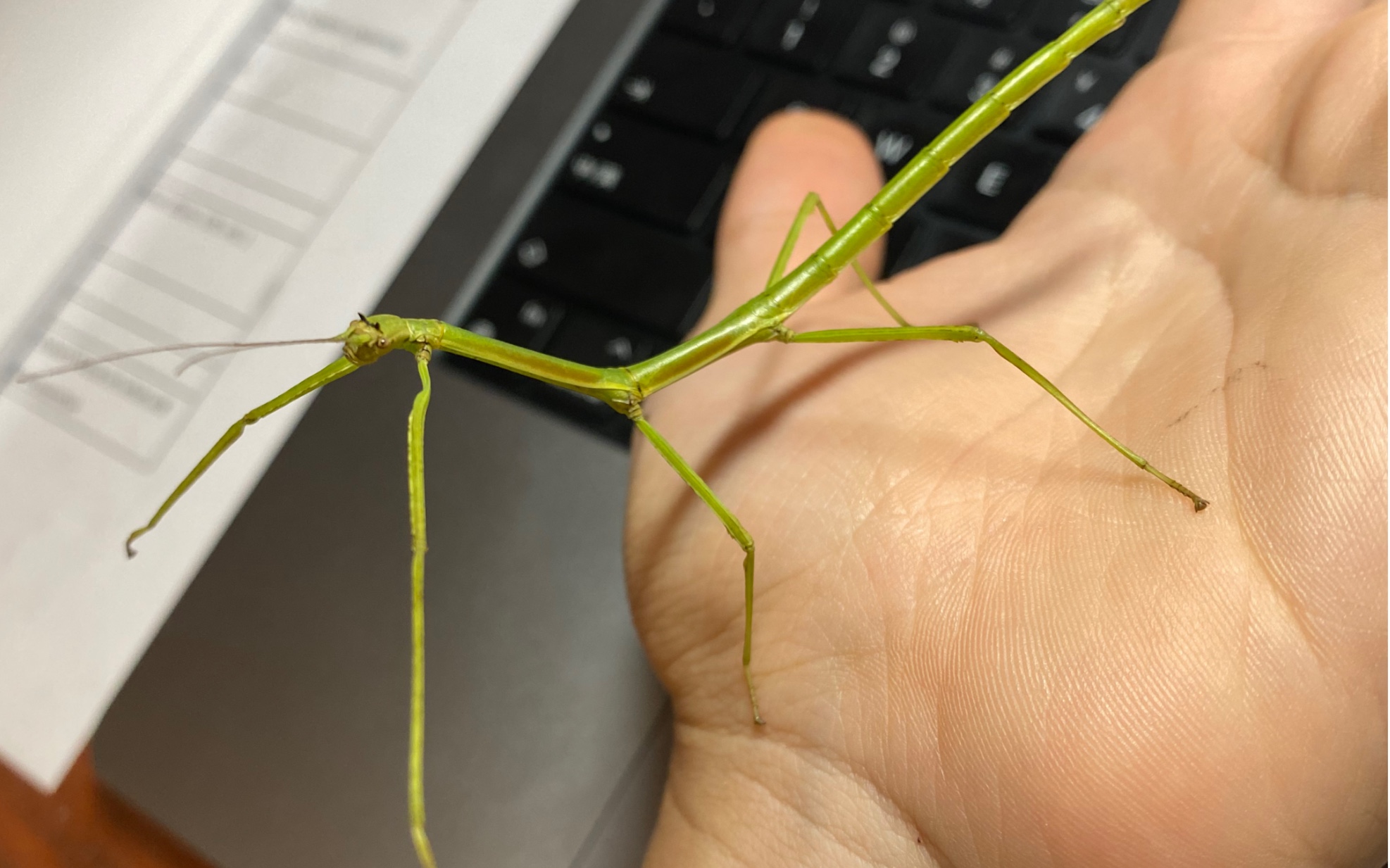 天目山竹节虫蜕皮