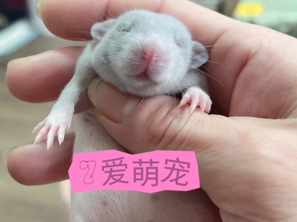 俄蓝花枝鼠 qiaimengchong