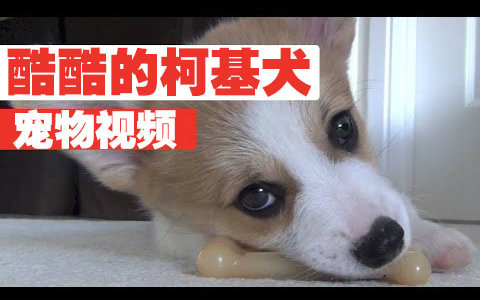 [图]【宠物】酷酷的柯基犬合集 Coolest Corgis Ever Compilation