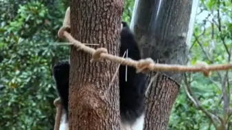 Скачать видео: 笑发财了，昨晚谜团今天重现，小渝爱吃完麻绳上最后一块果果想把绳子绑树上