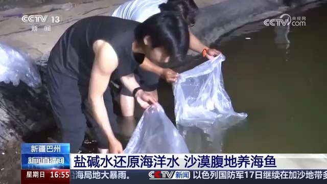 新疆巴州 盐碱水还原海洋水 沙漠腹地养海鱼哔哩哔哩bilibili