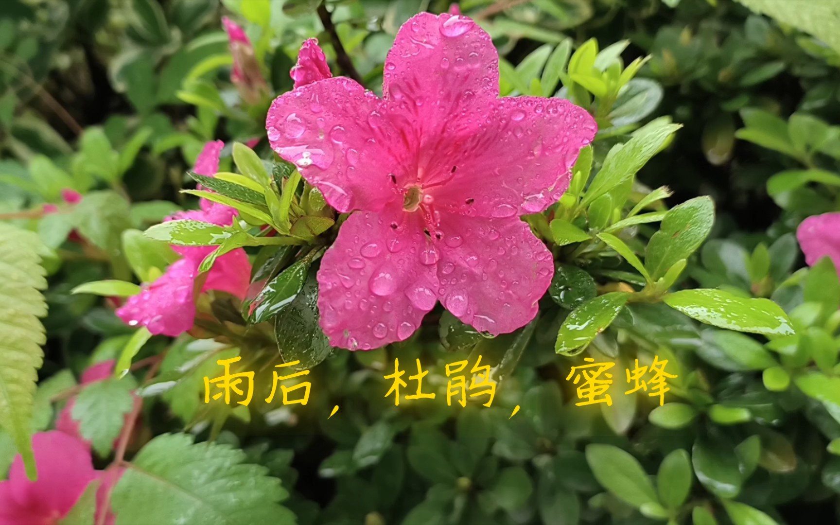 雨后的杜鹃分外娇艳,可蜜蜂无暇欣赏,它在寻找花蜜,这是工作,也是生活