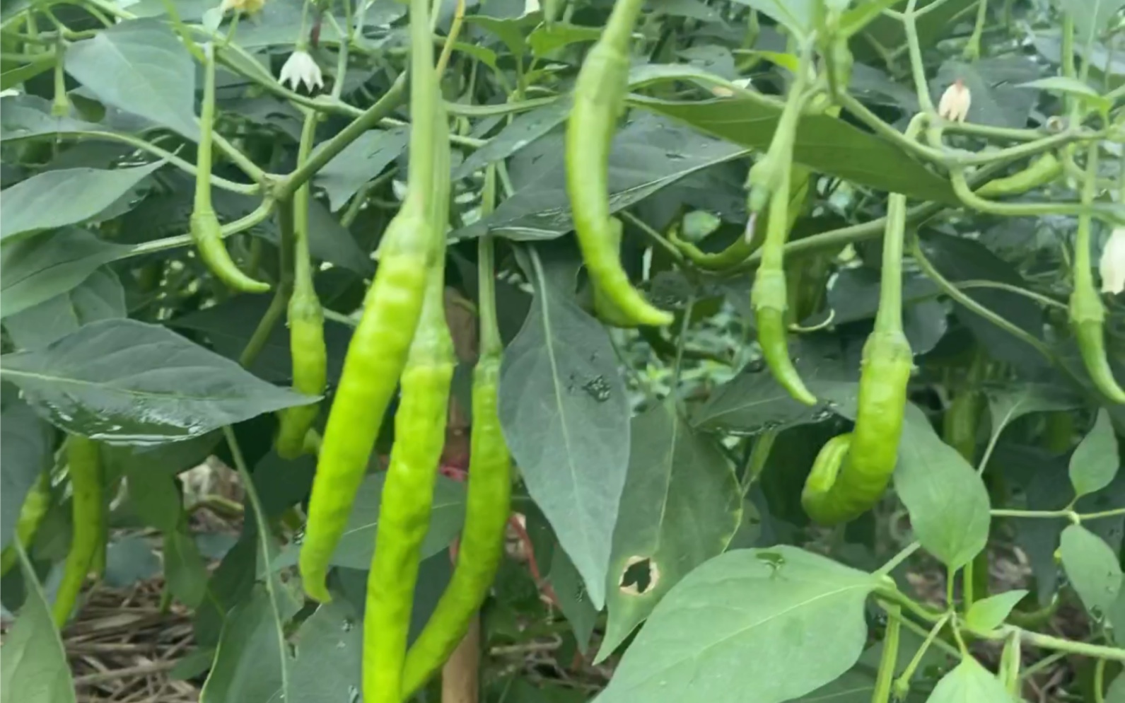 巡视菜地之辣椒大丰收